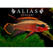 Pelvicachromis Taeniatus niger red