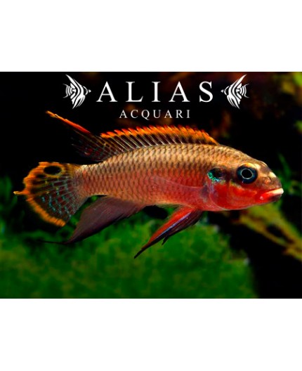 Pelvicachromis Taeniatus niger red