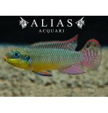 Pelvicachromis Taeniatus (Kribensis) nange