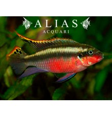 Pelvicachromis pulcher super red