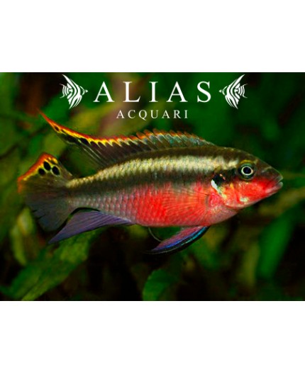 Pelvicachromis pulcher super red