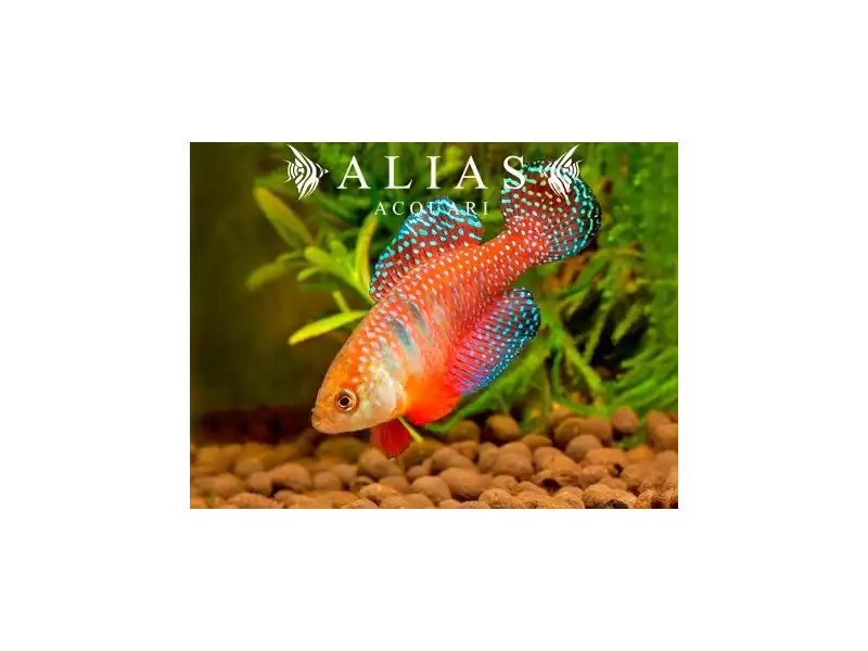 Simpsonichthys (Hypsolebias) Picturatus