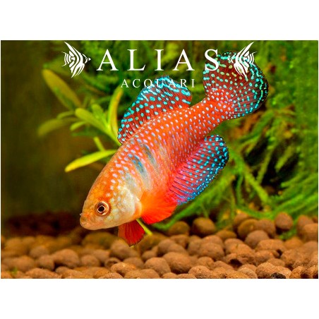 Simpsonichthys (Hypsolebias) Picturatus