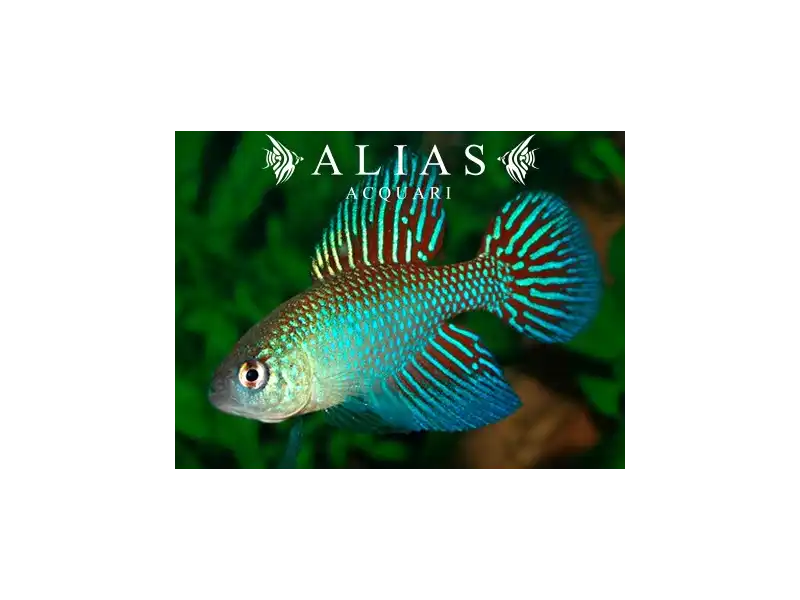 Simpsonichthys (Hypsolebias) fulminantis