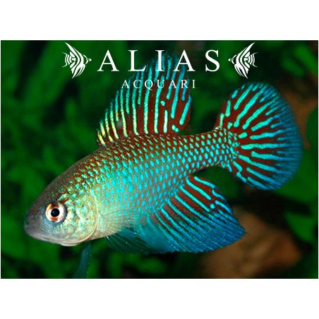 Simpsonichthys (Hypsolebias) fulminantis