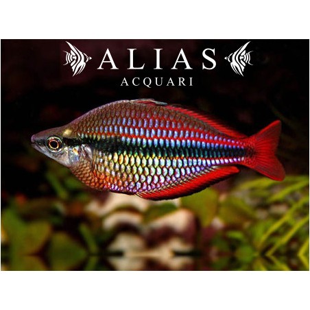 Melanotenia Australis super red