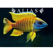 Aulonocara Baenschi benga