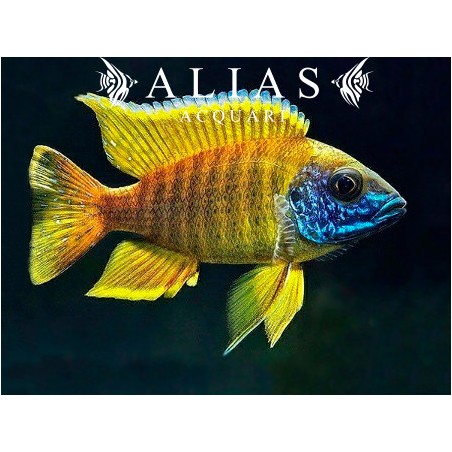 Aulonocara Baenschi benga