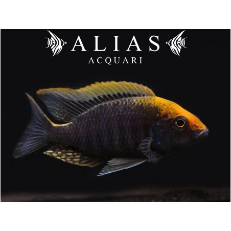 Aulonocara Maylandii