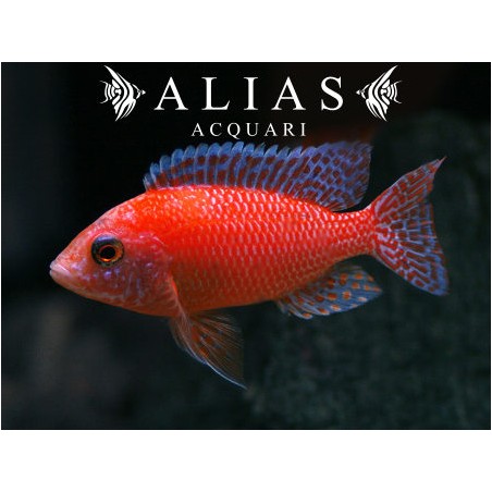 Aulonocara sp. Firefish