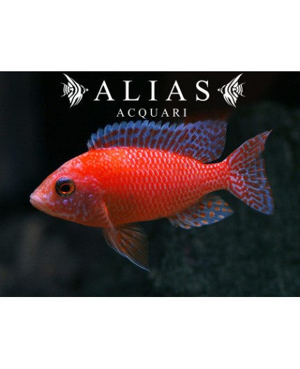 Aulonocara sp. Firefish