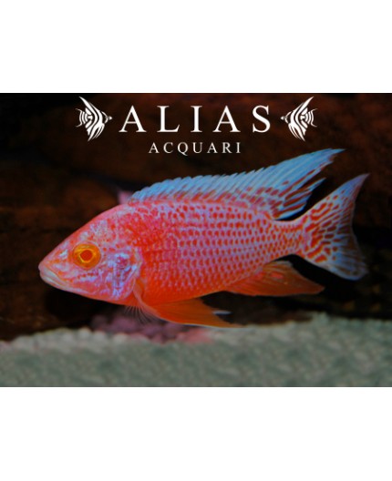 Aulonocara sp. Red pink albino