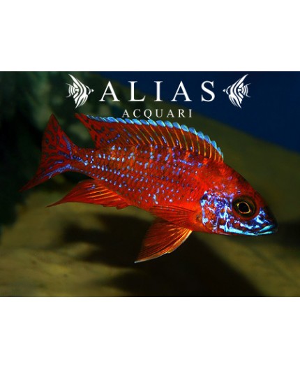 Aulonocara sp. Ruby red