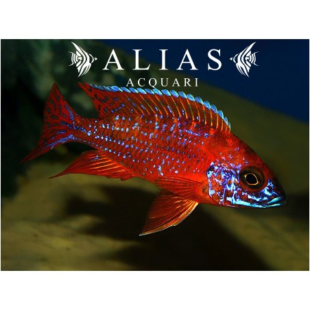 Aulonocara sp. Ruby red