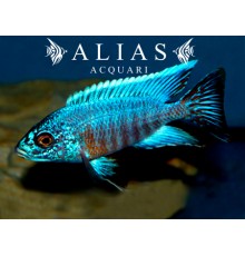 Aulonocara sp. Turquoise