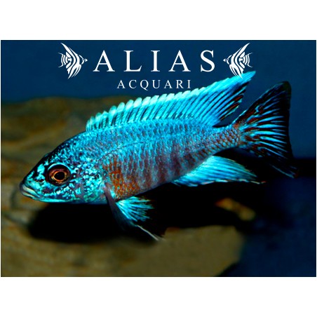 Aulonocara sp. Turquoise