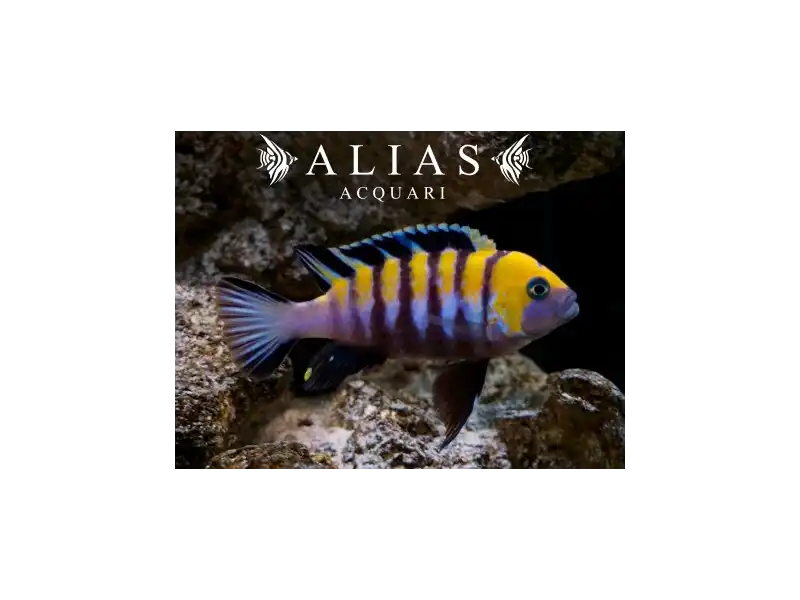 Cynotilapia Afra yellow
