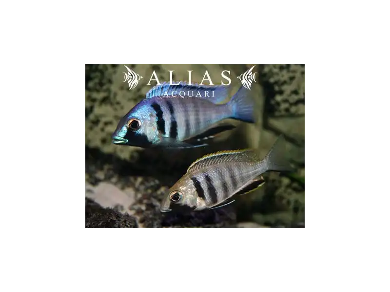 Cyrtocara (Placidochromis) Electra