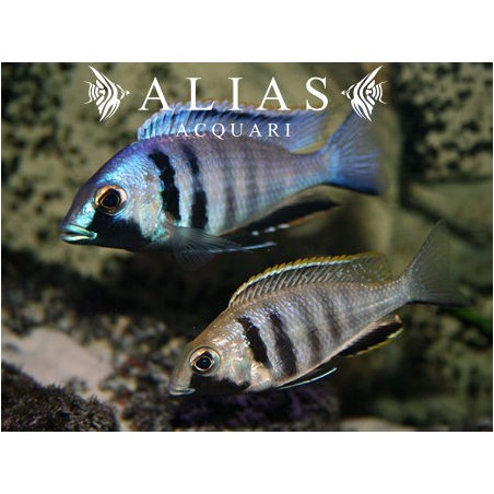 Cyrtocara (Placidochromis) Electra