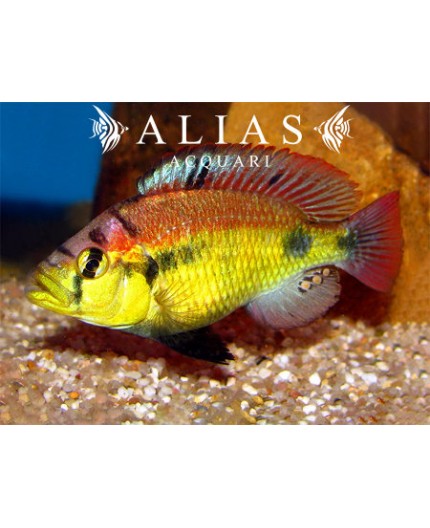 Haplochromis sp. yellow belly