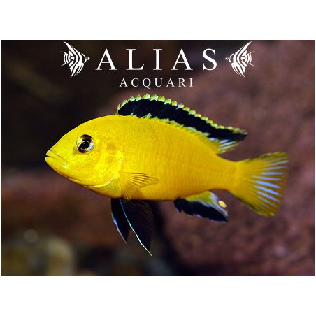 Labidochromis Species yellow