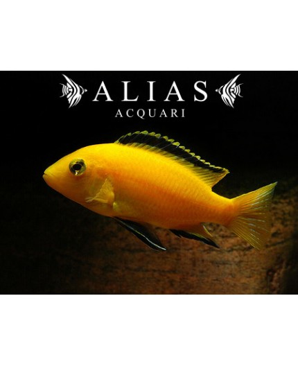 Labidochromis Species yellow Kakusa