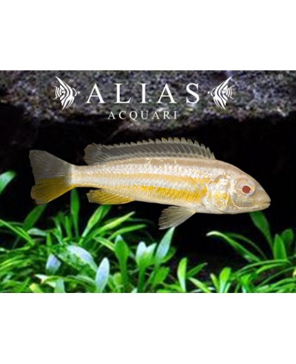 Melanochromis Auratus albino