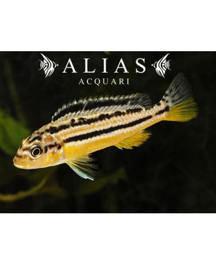 Melanochromis auratus Dwarf