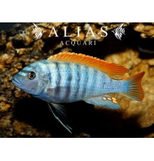 Melanochromis johanni red