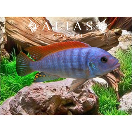 Pseudotropheus Zebra red fin