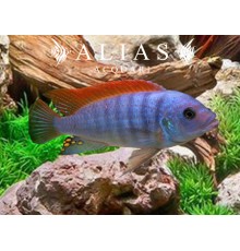 Pseudotropheus Zebra red fin
