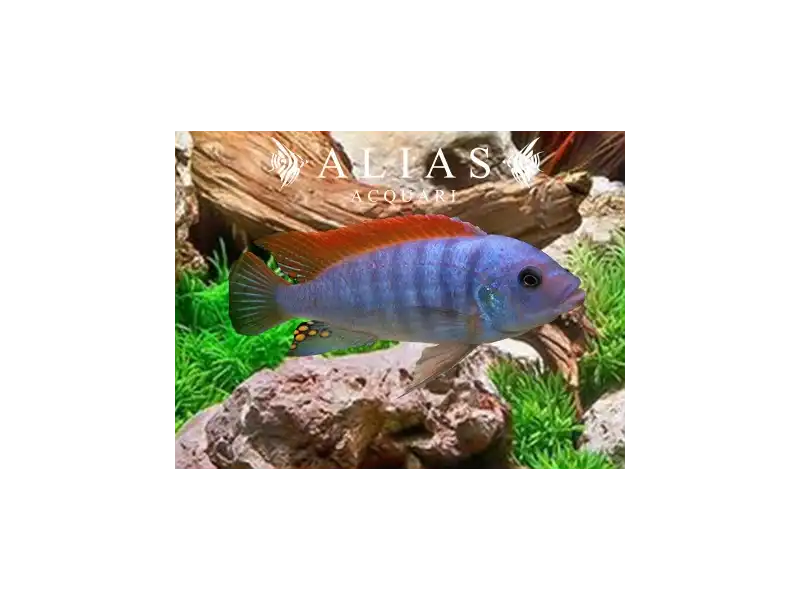 Pseudotropheus Zebra red fin