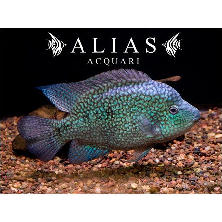 Cichlasoma Carpinte 5–6 cm | Giovane adulto ciclide messicana | Alias Acquari