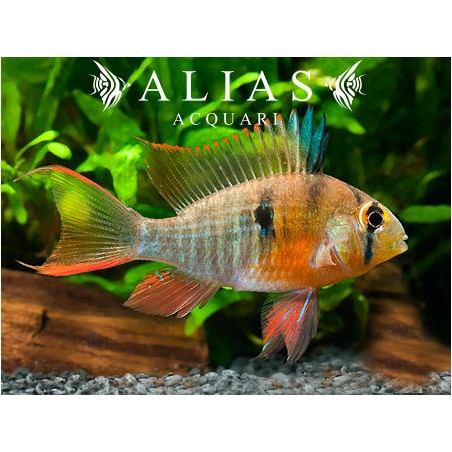 Papiliochromis altispinosa