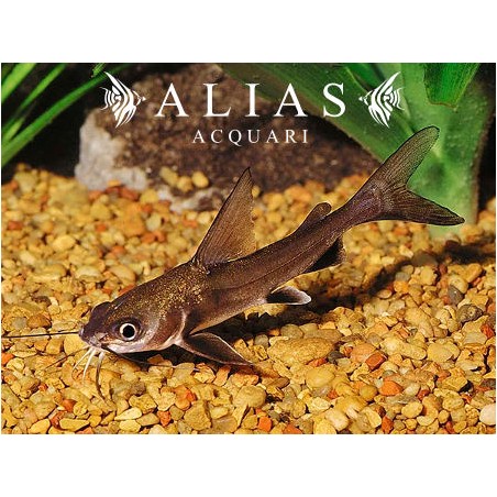 Arius jordani (Ariopsis seemanni)