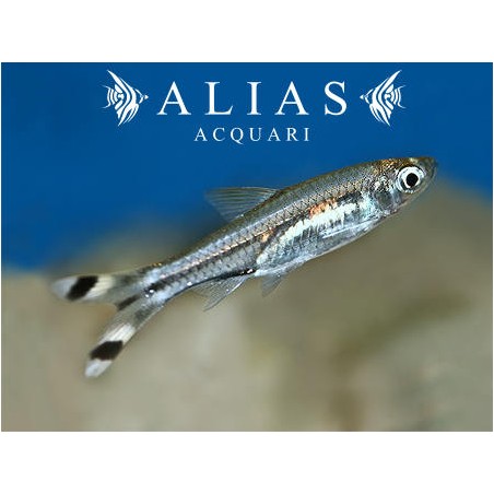 Rasbora Trilineata