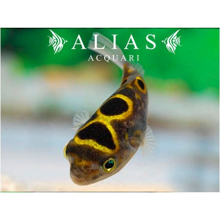 Tetraodon biocellatus