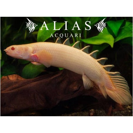 Polypterus senegalus albino