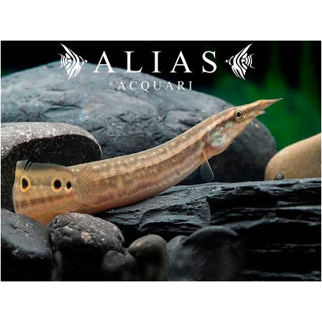 Mastacembelus Siamensis