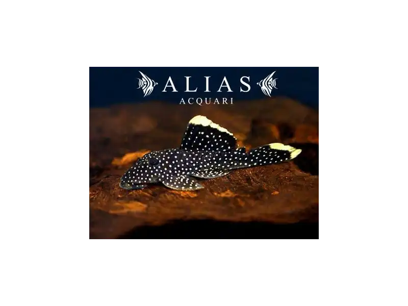 L081 Baryancistrus sp.