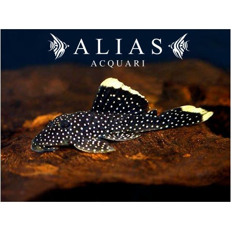 L081 Baryancistrus sp.