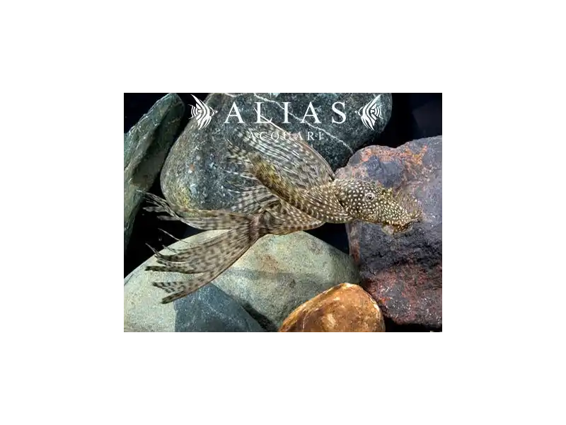 Ancistrus sp. Long Fin