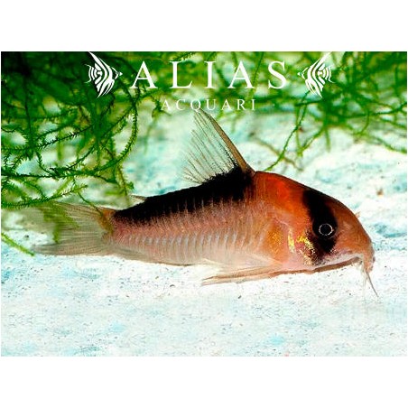 Corydoras Adolfoi