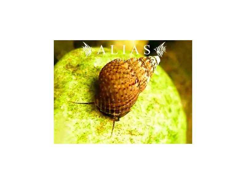 Melanoides granifera