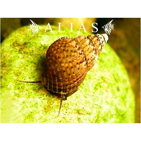 Melanoides granifera