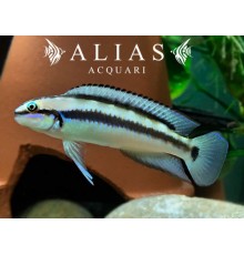 Telmatochromis Vittatus