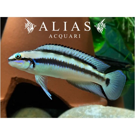 Telmatochromis Vittatus