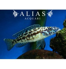 Lepidiolamprologus kendalli nkambae