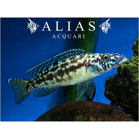 Lepidiolamprologus kendalli nkambae