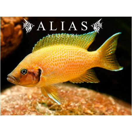 Neolamprologus Heliantus